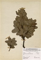 藏品(高山櫟)的圖片